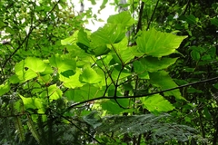 Acer morrisonense