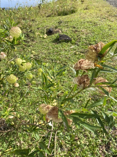 Gomphocarpus physocarpus observed 2024-03-05