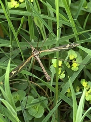 Tipula vittata