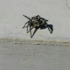 Phidippus phoenix