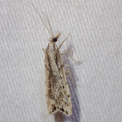 Scoparia ithyntis