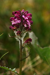 Pedicularis sudetica interior