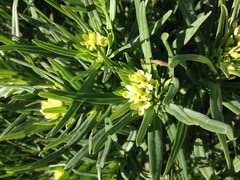Lithospermum ruderale
