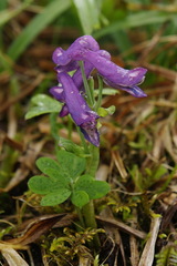 Corydalis pauciflora