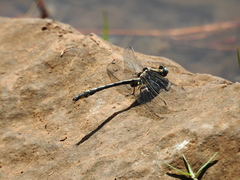 Phanogomphus kurilis
