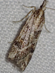 Scoparia ithyntis