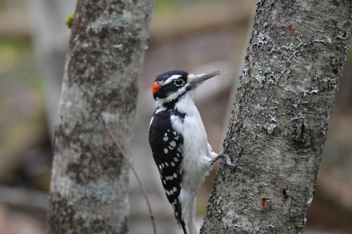 Hairy Woodpecker, photo 8 of 10