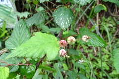 Rubus trianthus