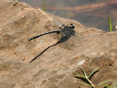 Phanogomphus kurilis