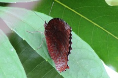 Elymnias hypermnestra