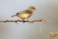 Sennar Penduline Tit photo 2
