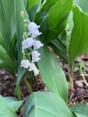 Convallaria