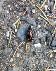 Pterostichus burmeisteri