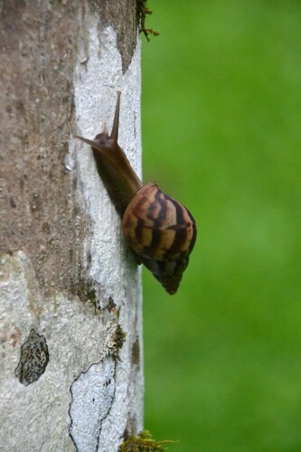 Ảnh của Ốc sên châu Phi