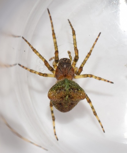 Humped orbweb spider, Drunen, Nederland, photo 8 of 10