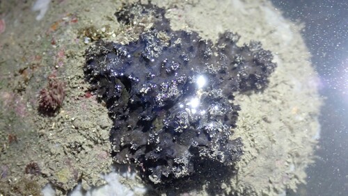 Echinodictyum asperum observed 2022-04-18