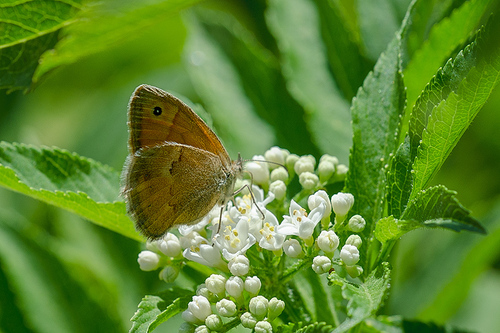 Small Heath