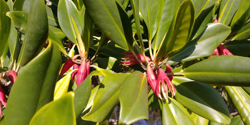 Oriental mangrove (Bruguiera gymnorhiza)