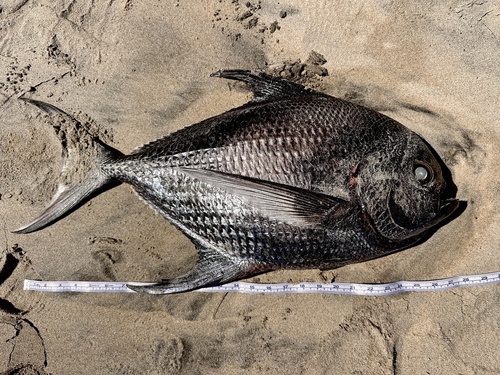 Sickle pomfret (Taractichthys steindachneri) — Bramidae
