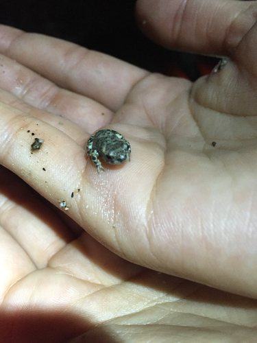 iNaturalist observation photo of Red-spotted Toad