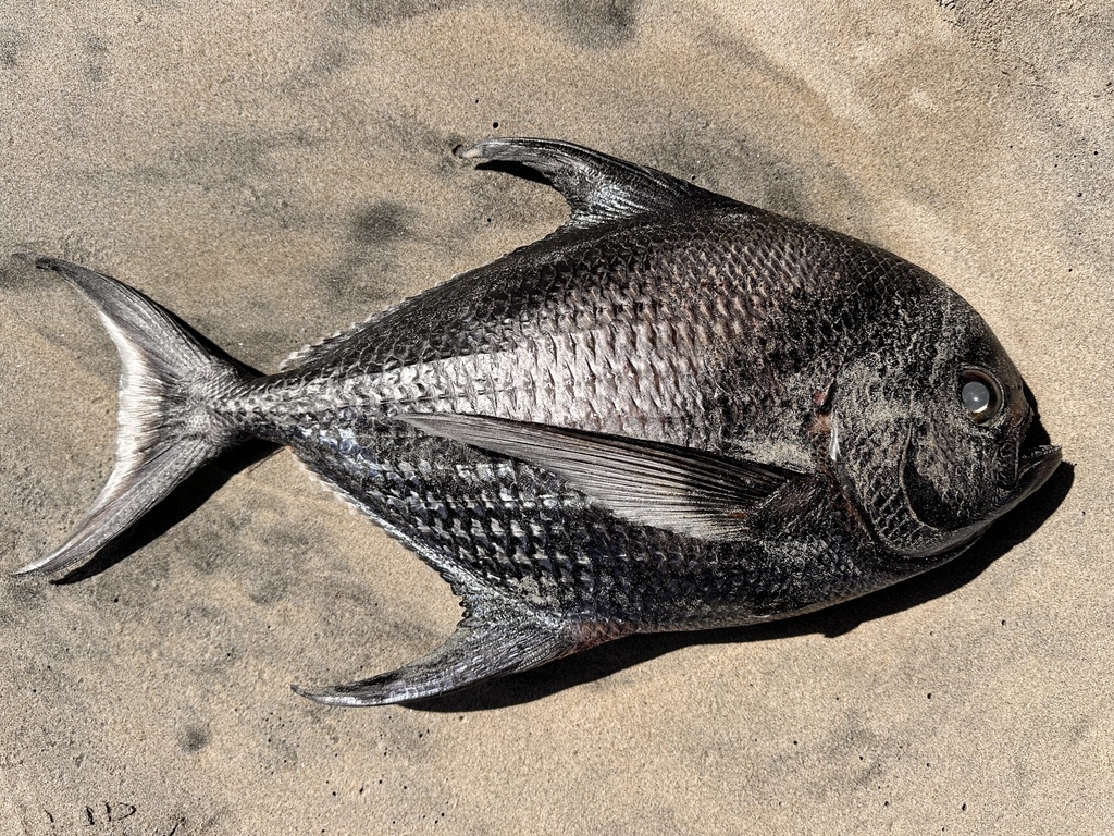 Sickle Pomfret