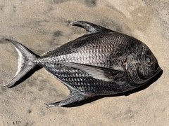 Sickle Pomfret photo 1