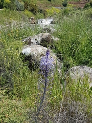 Scilla hyacinthoides