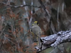 Lichenostomus melanops