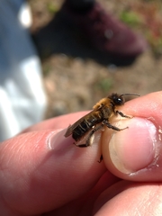 Andrena scotica