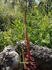 Umbilicus intermedius