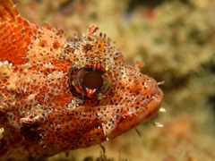 Madeira Rockfish photo 5