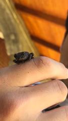 Pristimantis croceoinguinis