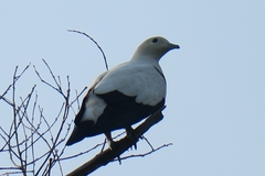 Ducula bicolor