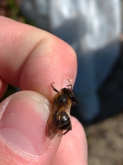 Andrena scotica