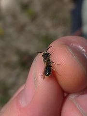 Andrena chrysosceles