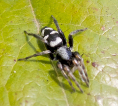 Poecilochroa