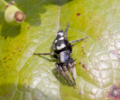 Poecilochroa