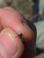 Andrena chrysosceles