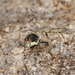 Platnickina tincta - Photo (c) Donald Hobern, some rights reserved (CC BY)