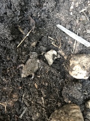 Eleutherodactylus campi