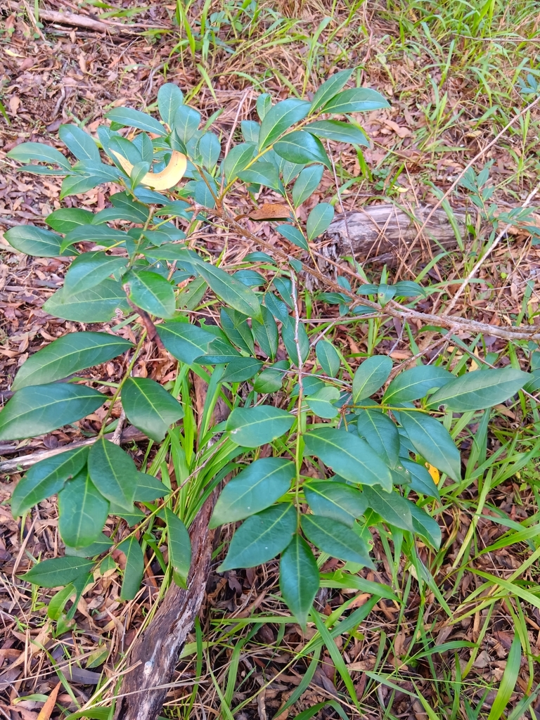 Cheese Tree from Bellingen NSW 2454, Australia on March 6, 2024 at 08: ...