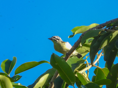 Pogoniulus chrysoconus