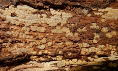 Xylobolus frustulatus image