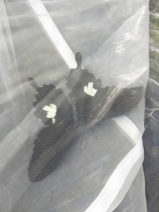 Papilio nephelus chaonulus