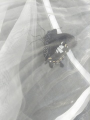 Papilio nephelus chaonulus