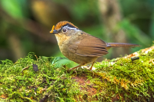 Rusty-capped Fulvetta (Schoeniparus dubius), photo 5