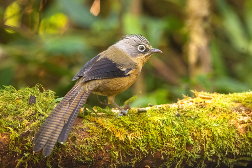 Black-crowned Barwing (Actinodura sodangorum), photo 3