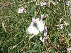 Anthocharis cardamines