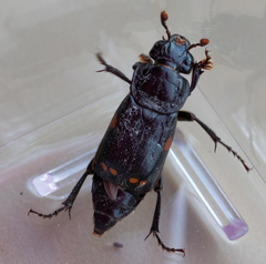 Nicrophorus pustulatus