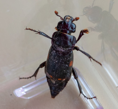 Nicrophorus pustulatus